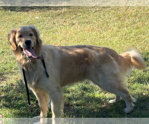 Golden Retriever Dogs for adoption in Brewster, NY, USA