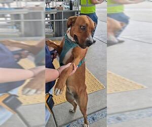 Boxer-Unknown Mix Dogs for adoption in Bakersfield, CA, USA