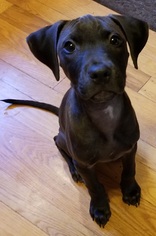 Small American Pit Bull Terrier-Bloodhound Mix
