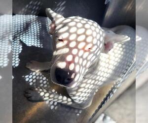 Mutt Dogs for adoption in San Antonio, TX, USA