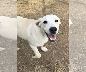 Medium Photo #1 Labrador Retriever Puppy For Sale in Tarrytown, GA, USA