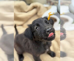 Labrador Retriever-Unknown Mix Dogs for adoption in New London, WI, USA