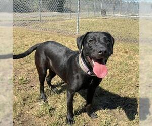Labrador Retriever-Unknown Mix Dogs for adoption in Conroe, TX, USA