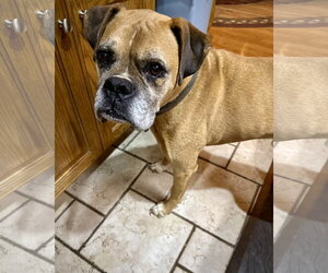 Boxer Dogs for adoption in Dumont, NJ, USA