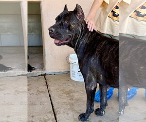 Mutt Dogs for adoption in Goodyear, AZ, USA