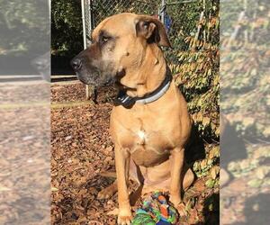 Great Dane-Presa Canario Mix Dogs for adoption in Decatur, GA, USA