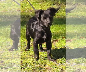 Dachshund-Unknown Mix Dogs for adoption in Wetumpka, AL, USA