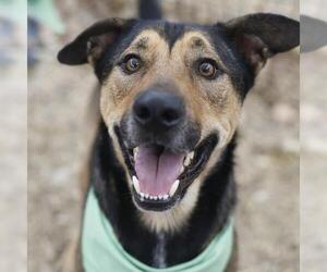 German Shepherd Dog-Unknown Mix Dogs for adoption in San Antonio, TX, USA