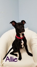 Labrador Retriever-Unknown Mix Dogs for adoption in O Fallon, MO, USA