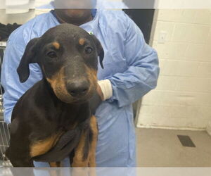 Doberman Pinscher-Unknown Mix Dogs for adoption in San Bernardino, CA, USA