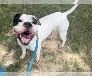 American Bulldog-Unknown Mix Dogs for adoption in Millersville, MD, USA