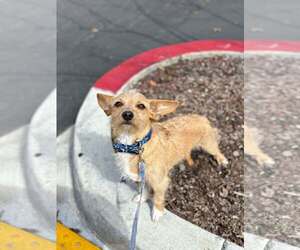 Chihuahua-Unknown Mix Dogs for adoption in Visalia, CA, USA