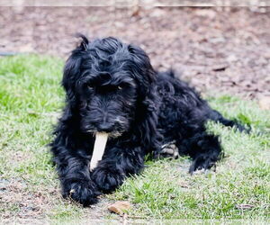 Bernedoodle Dogs for adoption in Plainfield, IL, USA