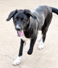 Sheprador Dogs for adoption in Chattanooga, TN, USA