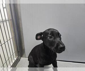 Great Dane-Unknown Mix Dogs for adoption in San Clemente, CA, USA