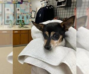 Chihuahua Dogs for adoption in Santa Maria, CA, USA