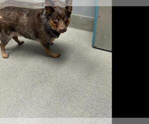 Mutt Dogs for adoption in Las Vegas, NV, USA