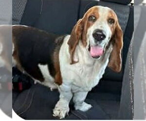 Basset Hound Dogs for adoption in Deepwater, NJ, USA