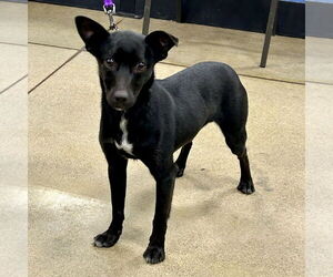 Rat Terrier-Unknown Mix Dogs for adoption in Batavia, OH, USA