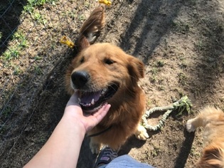 Golden Retriever Dogs for adoption in Dothan, AL, USA