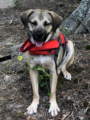 Mutt Dogs for adoption in Albany, NH, USA