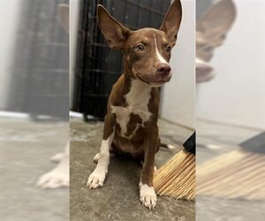 Pharaoh Hound Dogs for adoption in Rosenberg, TX, USA