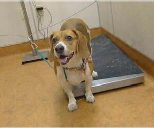 Beagle Dogs for adoption in Sacramento, CA, USA