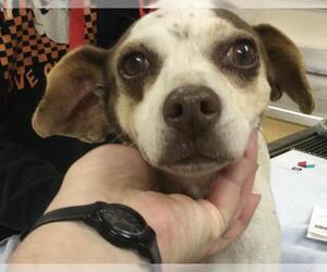 Mutt Dogs for adoption in Riverside, CA, USA