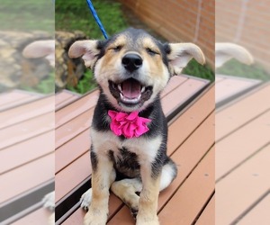 German Shepherd Dog Dogs for adoption in Arlington, TX, USA