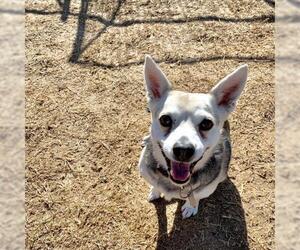 Chi-Corgi Dogs for adoption in Gun Barrel City, TX, USA