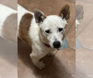 Australian Cattle Dog-Unknown Mix Dogs for adoption in Polson, MT, USA