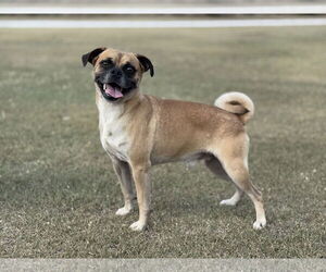 Puggle Dogs for adoption in PIPE CREEK, TX, USA