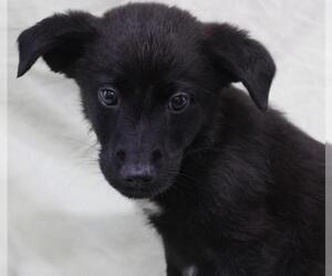 Labrador Retriever-Unknown Mix Dogs for adoption in Thief River Falls, MN, USA