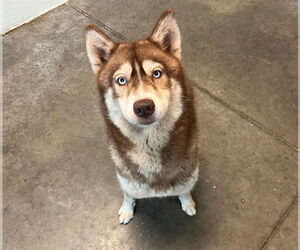 Siberian Husky Dogs for adoption in Tavares, FL, USA