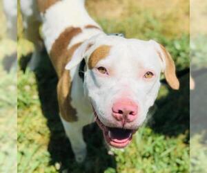 American Staffordshire Terrier Dogs for adoption in Cumming, GA, USA