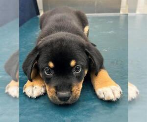 Black and Tan Coonhound Dogs for adoption in Mobile, AL, USA