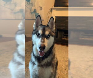 - Mix Dogs for adoption in McKinney, TX, USA