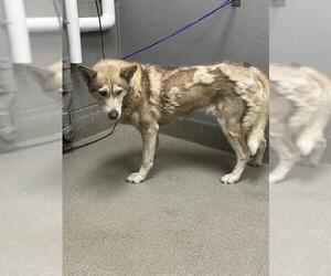 Siberian Husky-Unknown Mix Dogs for adoption in Las Vegas, NV, USA