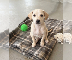 Chiweenie Dogs for adoption in Genesee, WI, USA