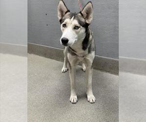 Siberian Husky-Unknown Mix Dogs for adoption in Las Vegas, NV, USA