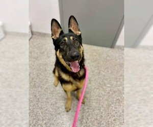 German Pinscher Dogs for adoption in Rowayton, CT, USA