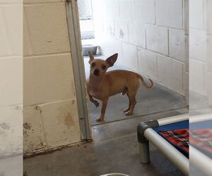 Chihuahua Dogs for adoption in Ocala, FL, USA