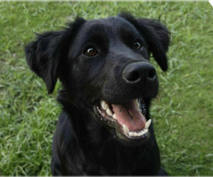 Mutt Dogs for adoption in San Ramon, CA, USA