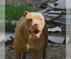 Mutt Dogs for adoption in Wheaton, IL, USA