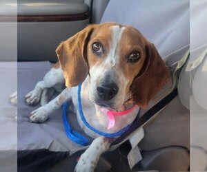 Beagle Dogs for adoption in Las Vegas, NV, USA