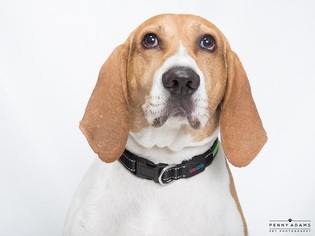 Treeing Walker Coonhound Dogs for adoption in Franklin, TN, USA