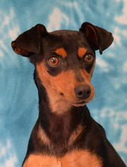 Miniature Pinscher Dogs for adoption in Eureka, CA, USA