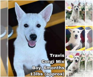 Pembroke Welsh Corgi-Unknown Mix Dogs for adoption in Seattle, WA, USA