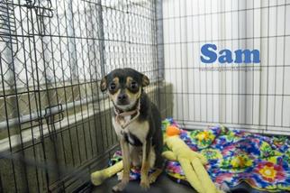 Miniature Pinscher Dogs for adoption in Kendallville, IN, USA