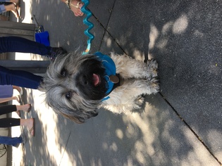 Lhasa Apso Dogs for adoption in West Hollywood, CA, USA